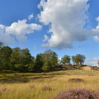 Dutch Landscapes