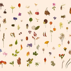 Z61010 Zambaiti Parati Project 2 tapéta